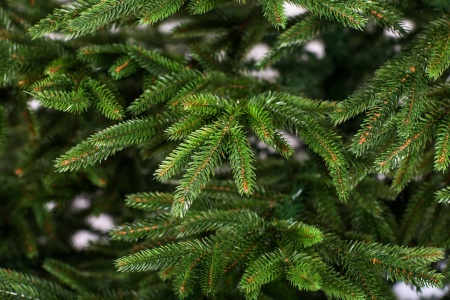 альп зел ветки