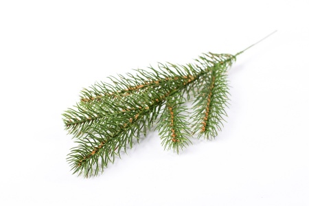 крем зел ветка (4)