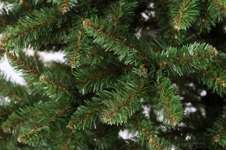 анас зел ветка