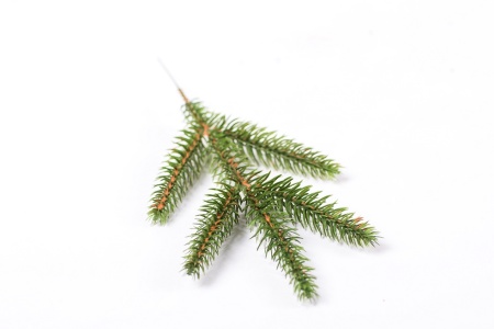 альп зел ветка (3)